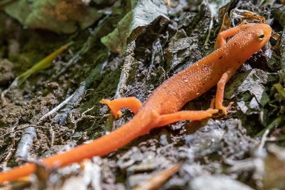 Come explore the vernal pools of Ipswich River Wildlife Sanctuary with Mass Audubon!