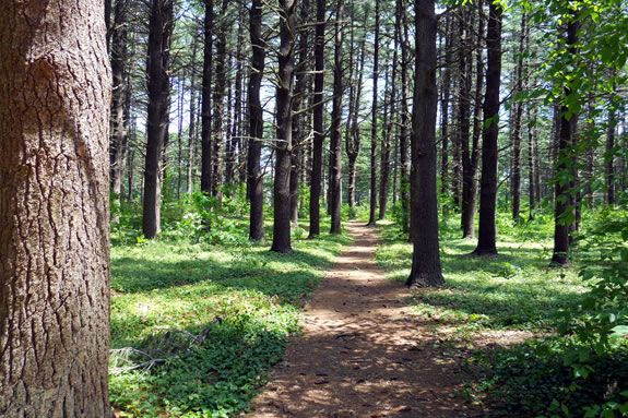 Kid scan learn about nature and earn a juniro ranger badge at Mausdlay State Park in Newburyport