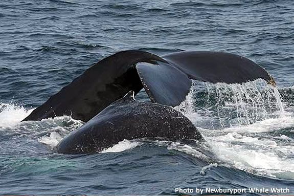 Learn about sea birds while whale watching aboard the Privateer IV out of Gloucester, Massachusetts!