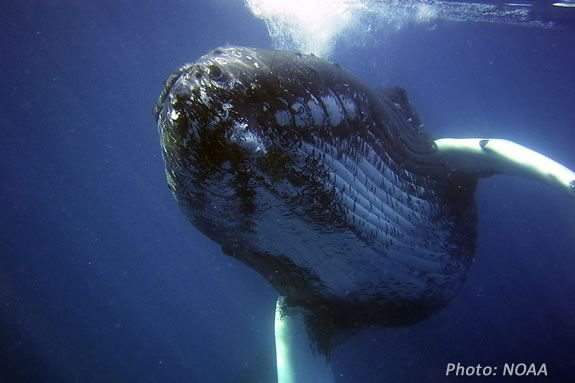 Kids can learn about whales and sea turtles at this Imagine Sing and Learn at Joppa Flats!