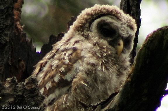 Nature at Night at Maudslay State Park in Newburyport Massachusetts