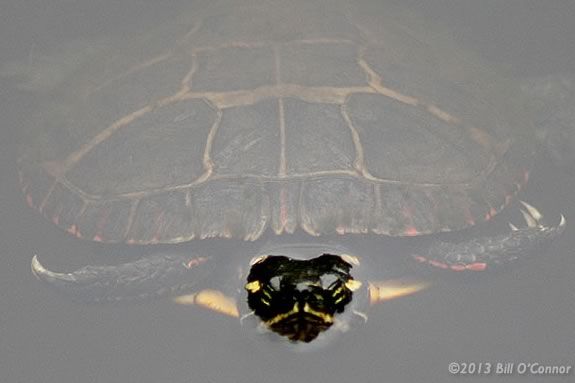 Turtles are just one of the creatures you'll find on the Ipswich River 