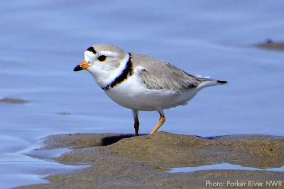 Explore Parker River National Wildlife Refuge and learn about endangered species like the piping plover!!