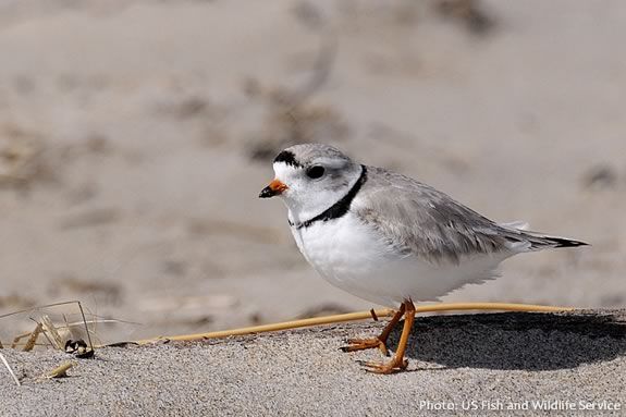 Learn about piping plovers of the Parker River Wildlife Refuge on this ranger guided tour.