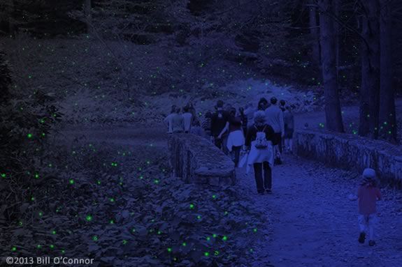 Come Explore Maudslay State Park on a Firefly Expedition in Newburyport Massachusetts! 