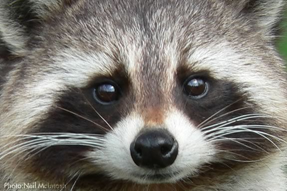 Learn about nocturnal animals like racoons at this Afterschool workshop 