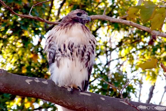 Come observe the red-tailed hawks that have roosted at Maudlsay State Park in Newburyport