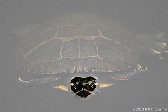 Kids and families will explore IRWS wetland in search of painted and snapping turtles.