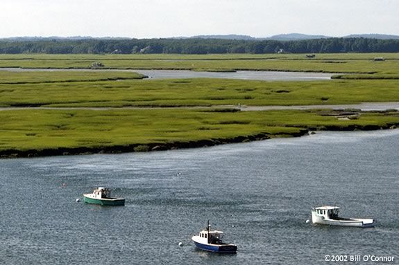 March the Marsh Habitat during the vacation week fly-by.