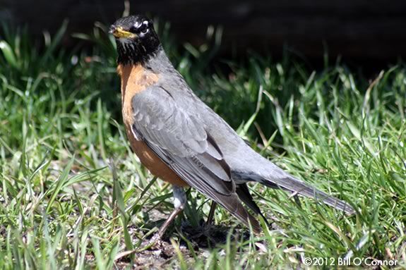 Read Birds in Your Backyard by Barbara Herkert, then explore IRWS!