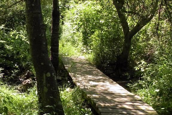 Join Swampscott Conservancy on a Saturday morning hike in the Salem Woods! 