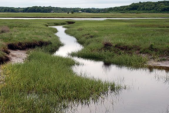 Get muddy with Audubon field teacher Andrew Prazar at Cox Reservation in Essex.