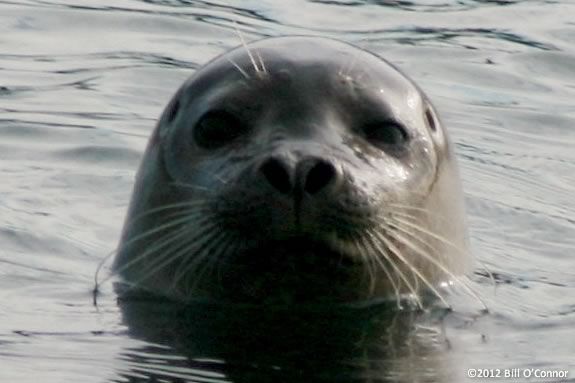 Learn all about harbor seals with Joppa Flats Education Center! Photo ©Bill O'Connor