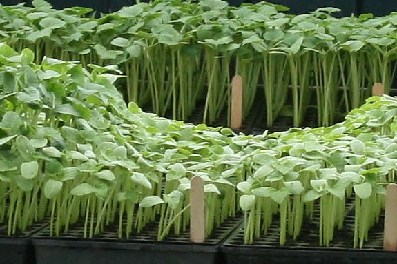 Plant Sale fundraiser at Emma Andrews Library in Newburyport Massachusetts