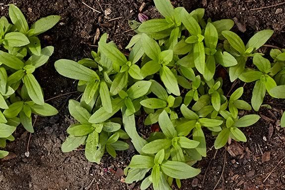 learn how to make seed bombs at the Trustees of Reservations