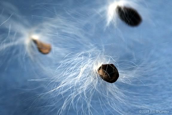 Kids will learn about seeds that travel at Mass Audubon's Joppa Flats Education 