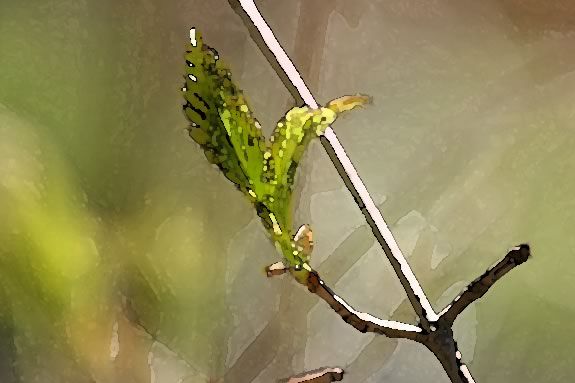 Kids will look for signs of Spring at Joppa Flats Education Center in Newburyport