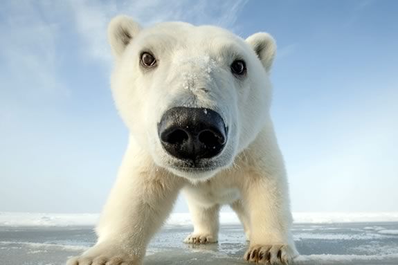 Come see 'Snowbound: Animals of Winter' at Parker River National Wildlife Refuge in Newburyport