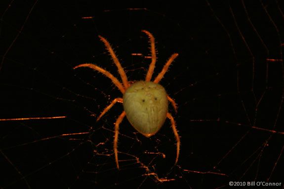 Learn about spiders at Ipsiwch River Wildlife Sanctuary in Topsfield during this spooky time of year.