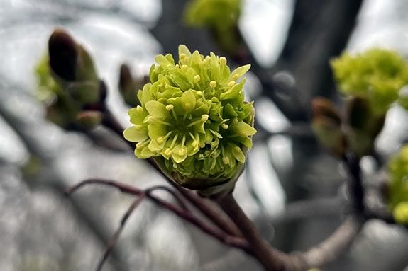 Come to Maudslay State Park in Newburyport to look for signs of spring!