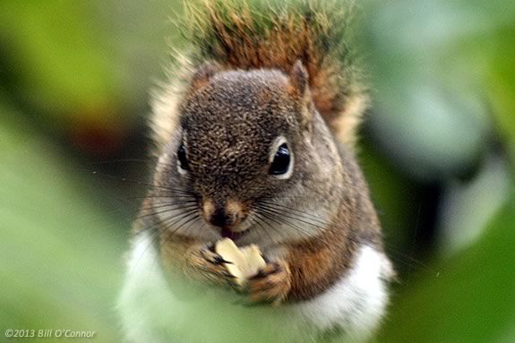 Learn about Squirrels at Mass Audubon's Ipswich River Wildlife Sanctuary in Topsfield Massachusetts. Photo ©Bill O'Connor  