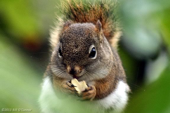 Kids will learn about squirrel and birds nests at Mass Audubon's Joppa Flats Education Center in Newburyport Massachusetts