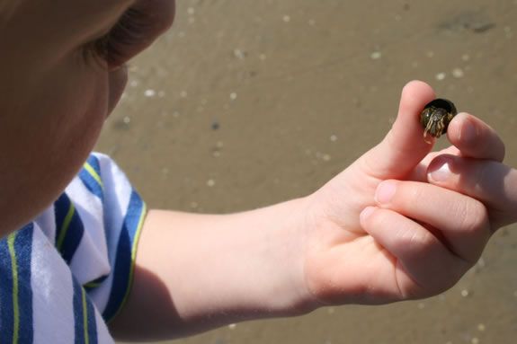 Discover and explore the facts of the creatures you find at the beach at Joppa