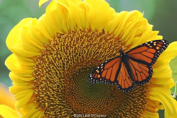 Kids will learn about monarch butterflies at the Stevens-Coolidge Estate in North Andover!