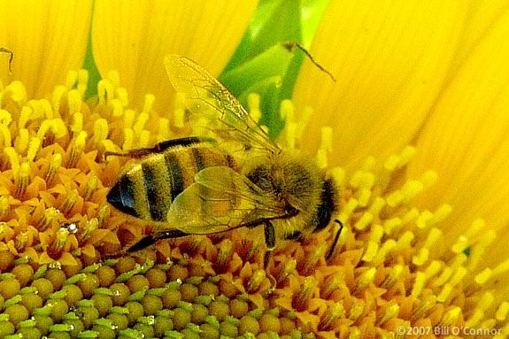 Come to newburyport Library for a gardening presentation focused on pollinators and how to plant to attract them. Photo by Bill O'Connor