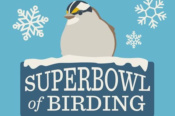 The Superbowl of Birding 2025 is a unique competition conducted in Rockingham County, NH, and Essex County, Massachusetts