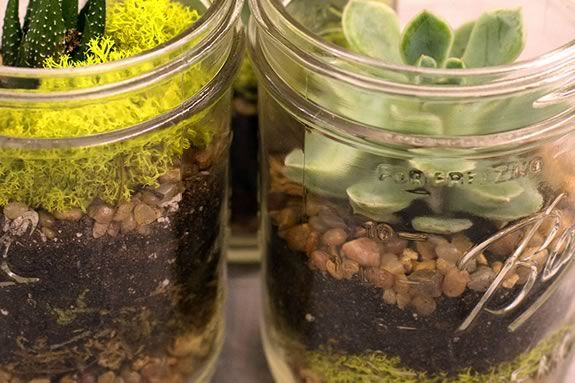 Make your own succulent terrarium garden with the plant people from the New England Botanical Gardens at Manchester Public Library!