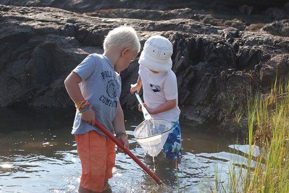 Tide pools for tots is a great opportunity for kids to discover tidal pool creatures and their habitat.