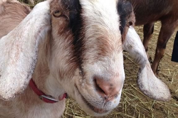 Tour Valley View Farm's goat cheese operation as part of Essex Heritage's Trails and Sails! 