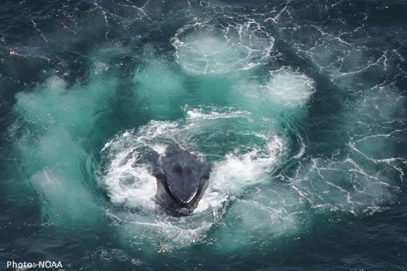 Kids will learn all about whales at this Maritime Gloucester April Vacation drop off program in Gloucester Massachusetts