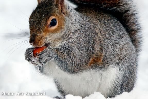 Learn about animal tactics for Winter Survival at Joppa Flats.