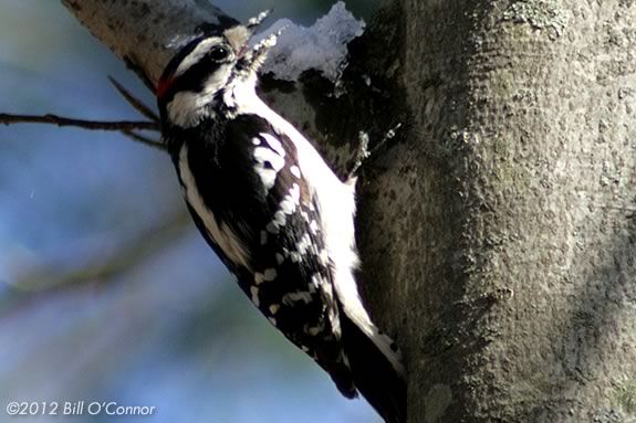 Woodpeckers winter over in Massachusetts' North Shore. Find out more with Mass Audubon in Newburyport!