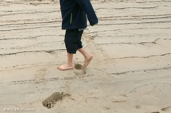 Explore what lives in the barrier region of the wrack line on this excursion!