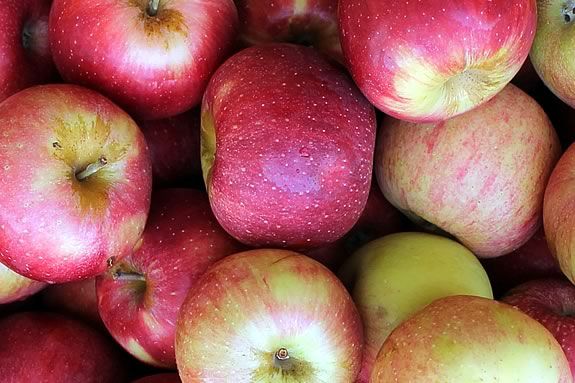 From the Orchard: Autumn Apple Harvest workshop with Carlyn Grieco at Appleton Farms in Ipswich