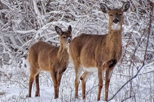 Come explore the dunes on Castle Neck and Crane Beach in Ipswich Massachusetts to learn about winter wildlife.