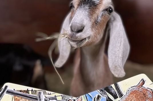 Kids can meet the barnyard animals and hear a story at Appleton Farms in Ipswich Massachusetts.