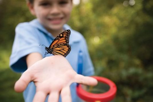 Kids will learn about monarch butterflies at the Trustees of Reservations' Stevens-Coolidge Estate in North Andover!