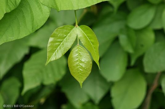 Poison Ivy has three leaves on each branch node. "Leaves of Three, Let it Be." 
