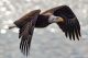 Kids will learn about eagles, their migrations and varied habitat at Joppa Flats. Image ©David Morris