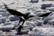 Teens are invited to Joppa Flats Education Center in Newburyport Massachusetts to learn about eagles and their behaviors. Photo: Bill O'Connor