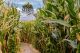 The 2023 Marini Farm Corn Maze in Ipswich Massachusetts is themed for Alice in Wonderland!