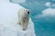 Come learn about your favorite animals and their habitats at the Joppa Flats Center in Newburyport Massachusetts! Photo: Kathy Crane, NOAA Arctic Research Program