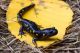 What kind of Salamanders will we find at Mass Audubon's Ipswich River Wildlife Sanctuary? Photo: Mass Audubon