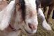 Tour Valley View Farm's goat cheese operation as part of Essex Heritage's Trails and Sails in Topsfield Massachusetts!